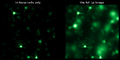 Thumbnail for version as of 17:37, 8 June 2026