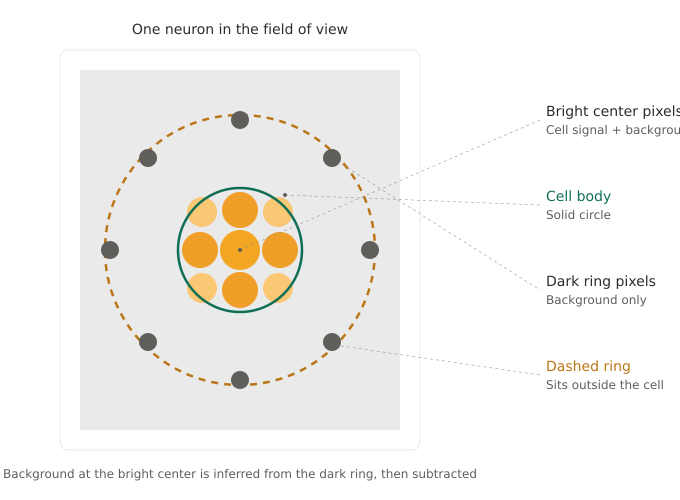 File:Cnmf e ring model.svg