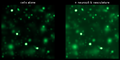 Thumbnail for version as of 17:16, 8 June 2026