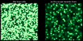 Thumbnail for version as of 17:37, 8 June 2026