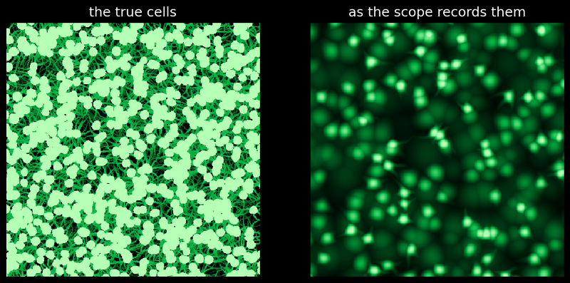 File:Anatomy depth population.png